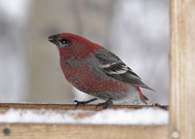 Pine Grosbeak (male)