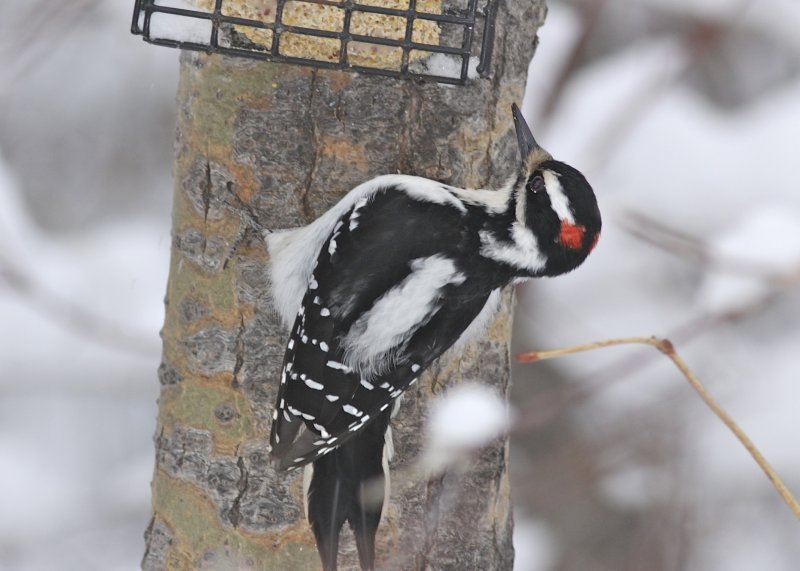 Hairy Woodpecker (male)