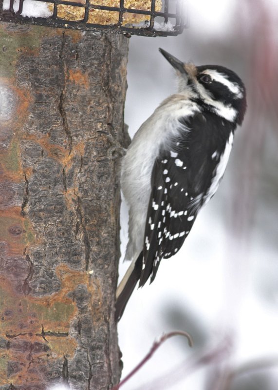 Hairy Woodpecker (female)