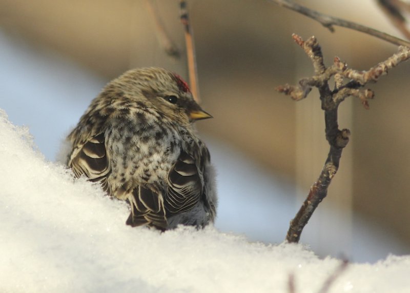Common Redpoll