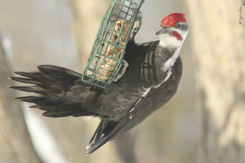 Pileated Woodpecker (male)