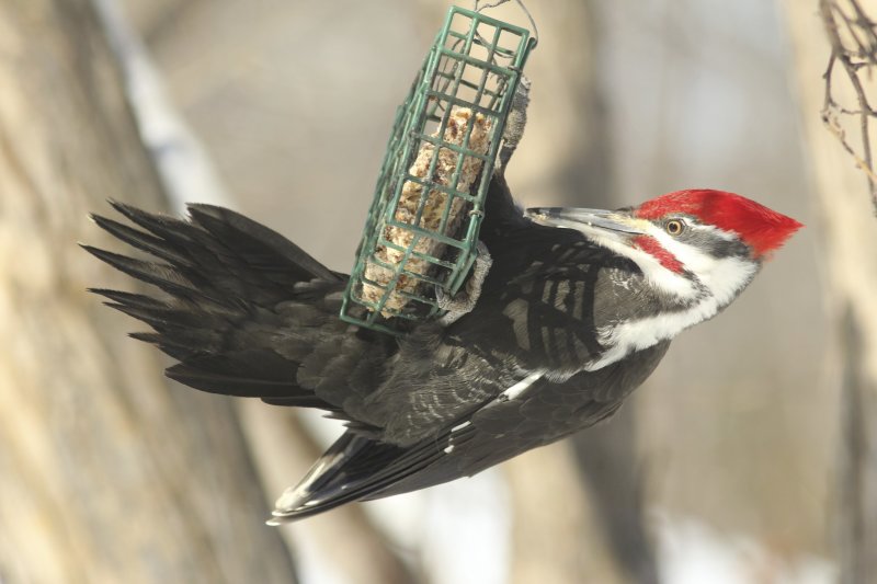 Pileated Woodpecker (male)