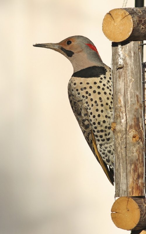 Northern Flicker yellow-shafted (male)