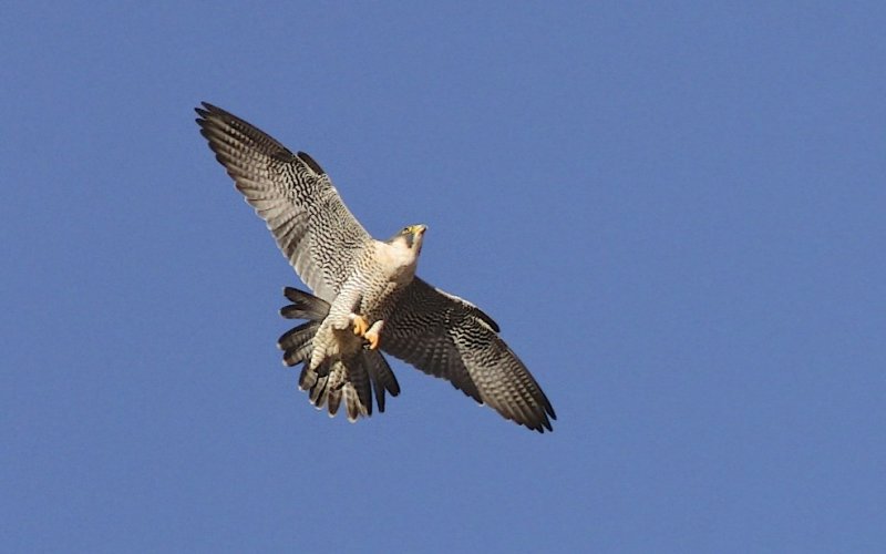 Peregrine Falcon