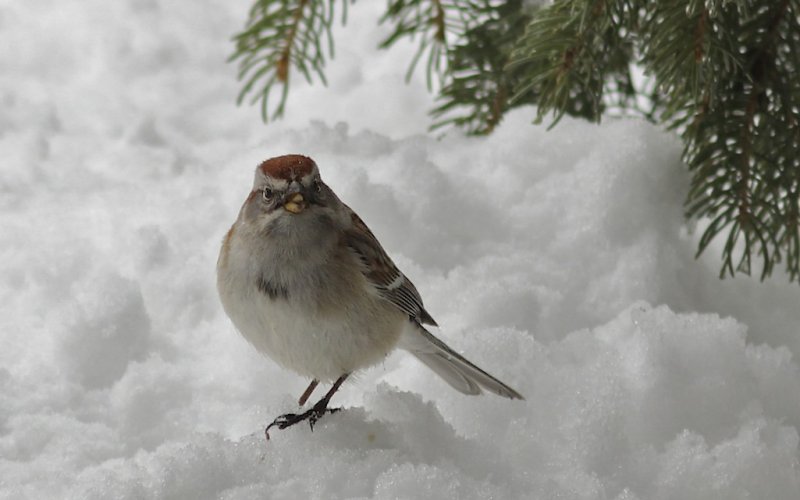 American Tree Sparrow