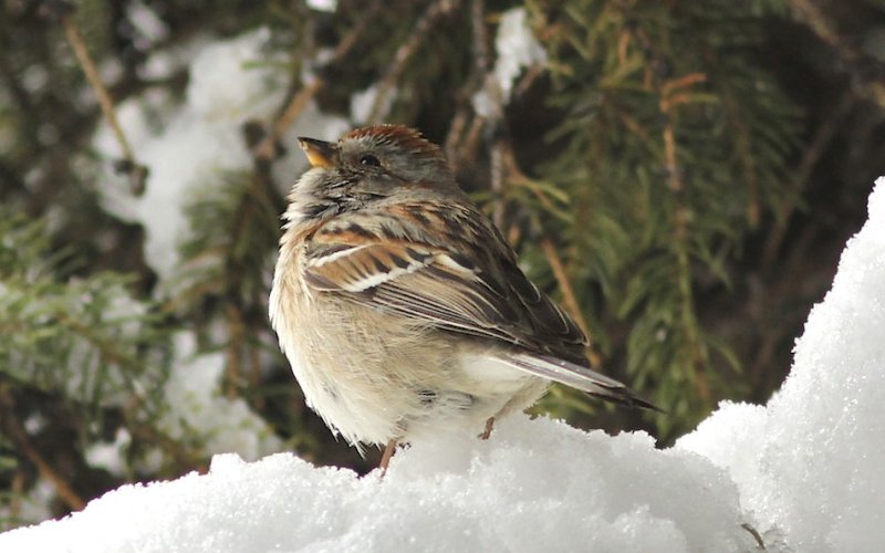 American Tree Sparrow