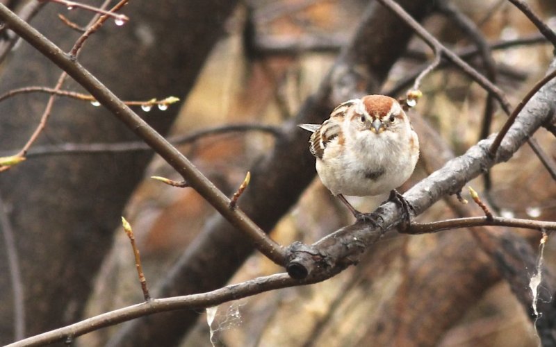 American Tree Sparrow