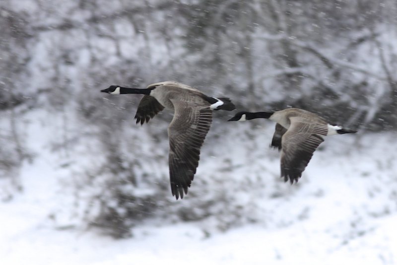 Canada Geese