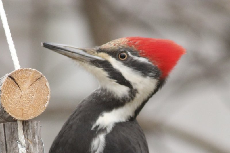 Pileated Woodpecker (female)