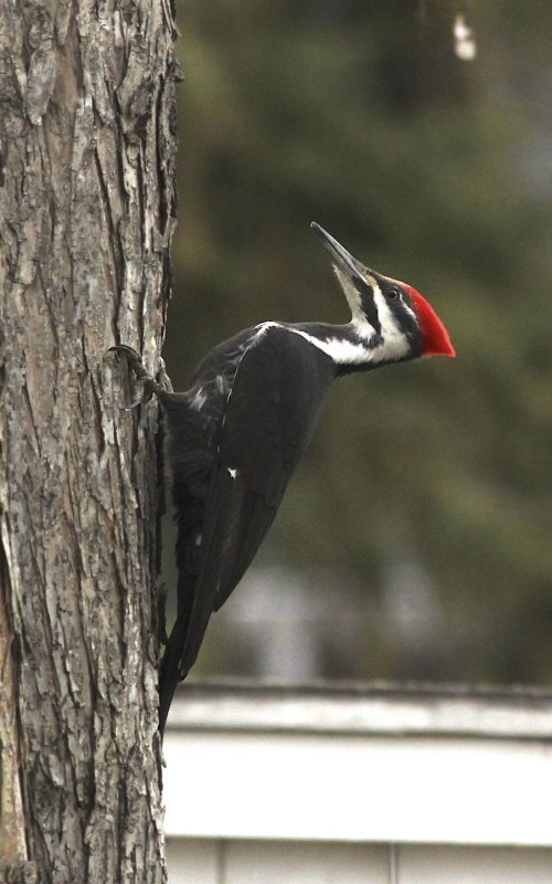 Pileated Woodpecker (female)