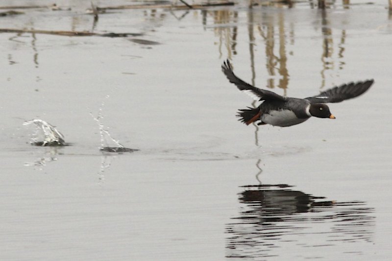 Common Goldeneye (female)