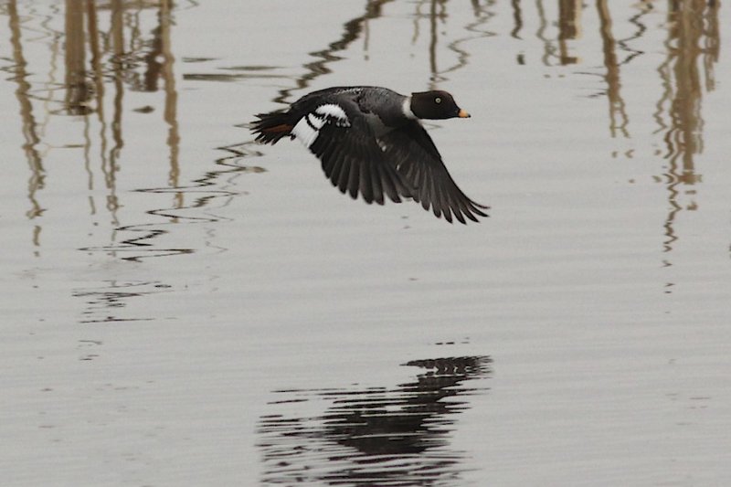Common Goldeneye (female)