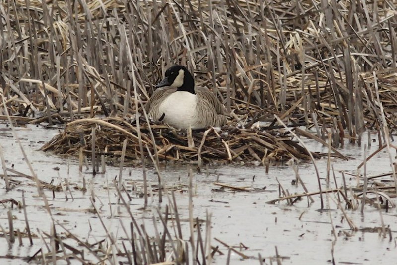 Canada Goose on nest