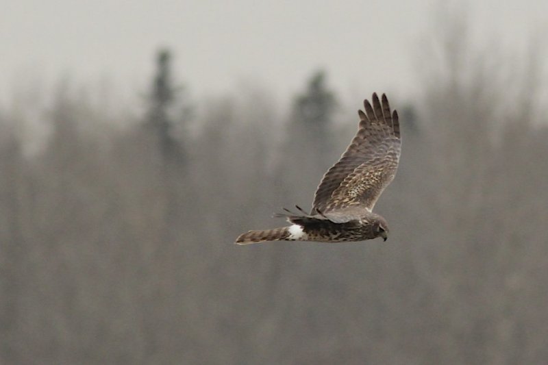 Northern Harrier (female).jpg