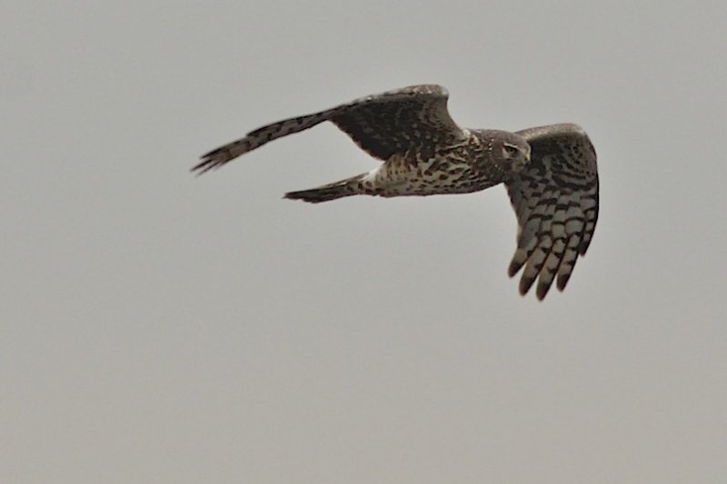 Northern Harrier (female).jpg