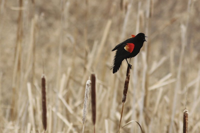 Red-winged Blackbird