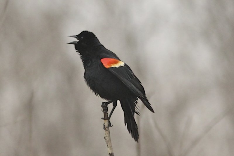 Red-winged Blackbird
