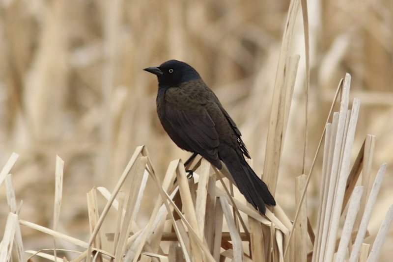 Common Grackle