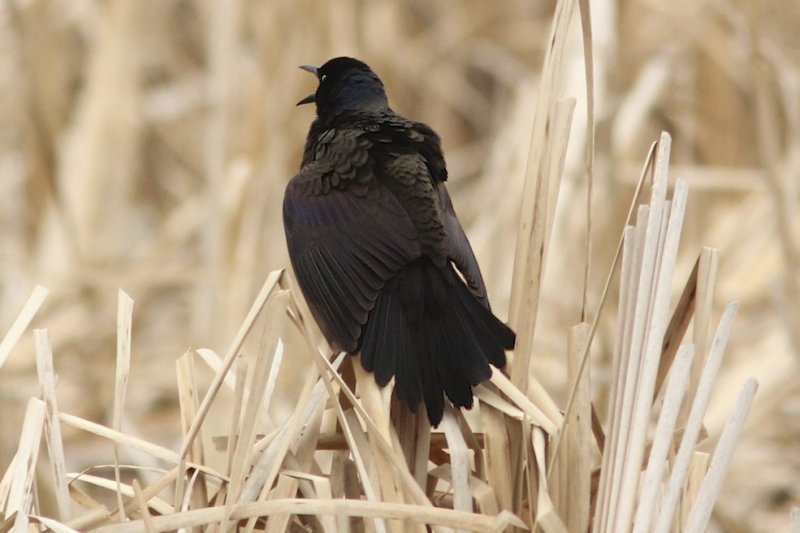 Common Grackle