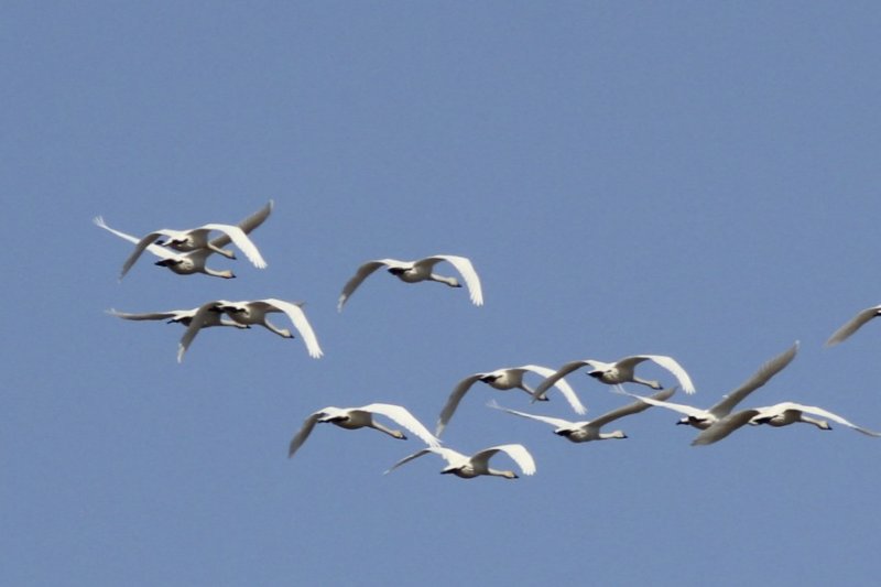 Tundra Swans