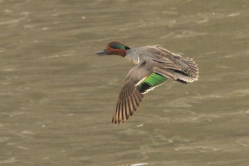Green-winged Teal