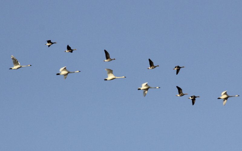 Tundra Swans with Greater White-fronted Geese