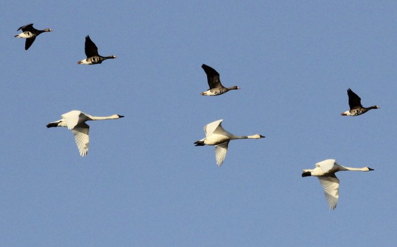 Tundra Swans and Greater White-fronted Geese