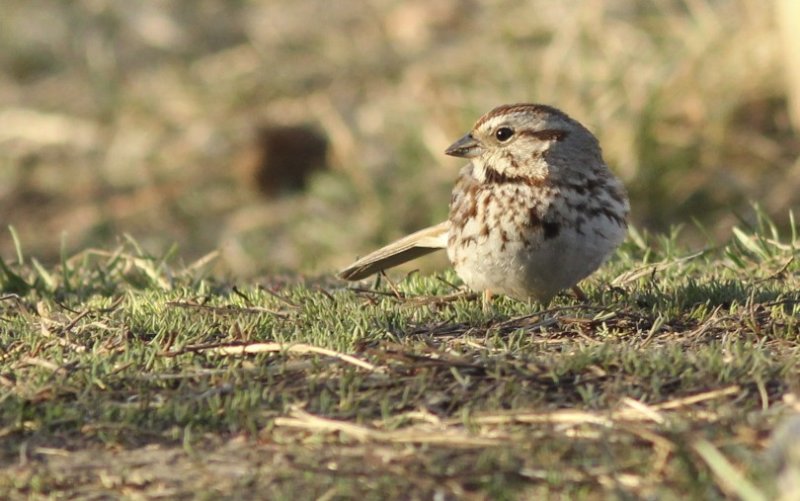 Song Sparrow