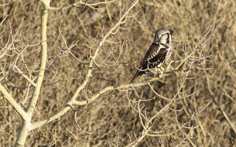 Northern Hawk Owl