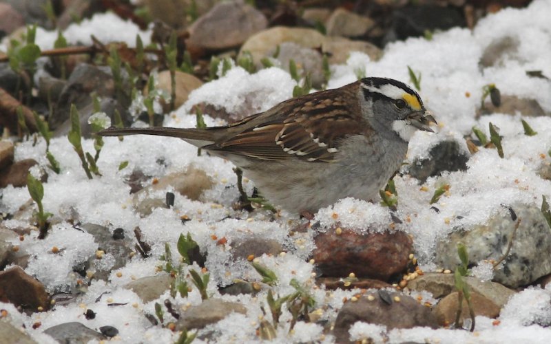 White-throated Sparrow