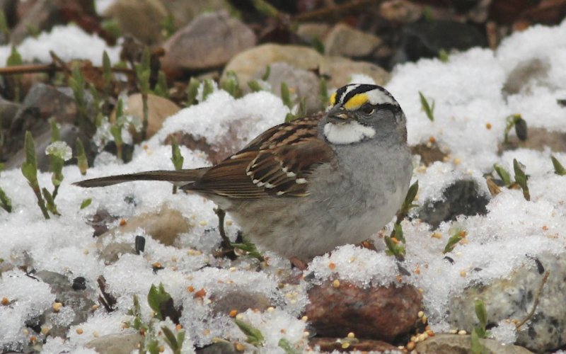 White-throated Sparrow