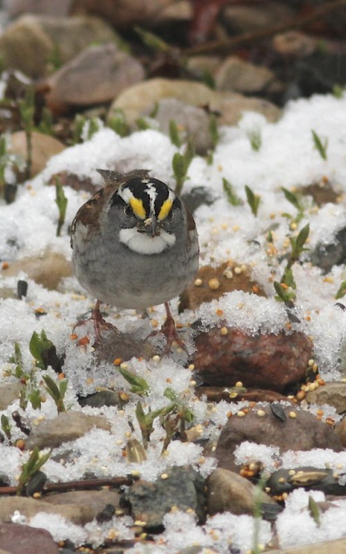 White-throated Sparrow