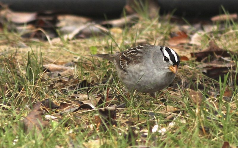 White-crowned Sparrow