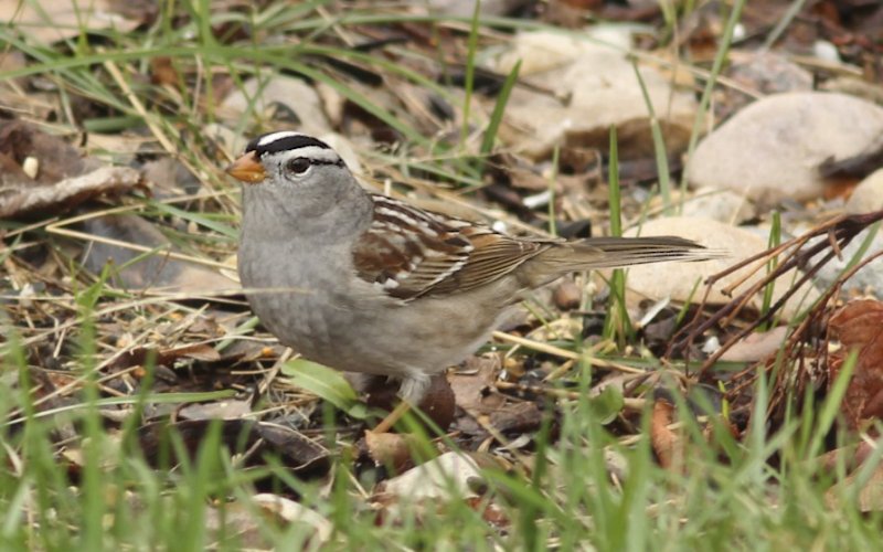 White-crowned Sparrows