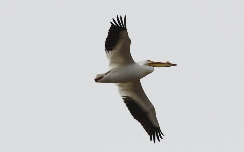 American White Pelican