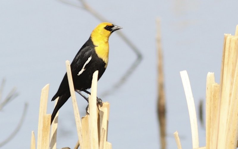 Yellow-headed Blackbird