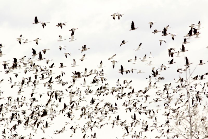 Snow Geese and mix