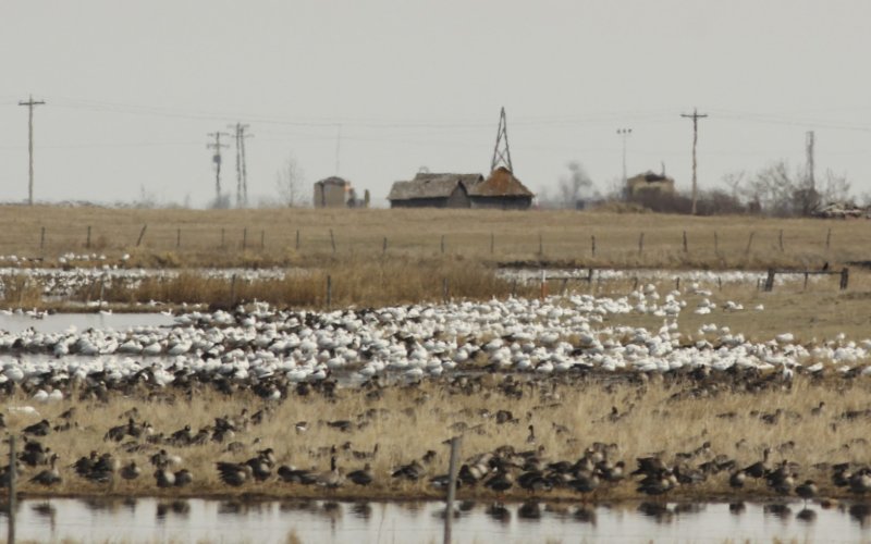 Snow Geese and mix