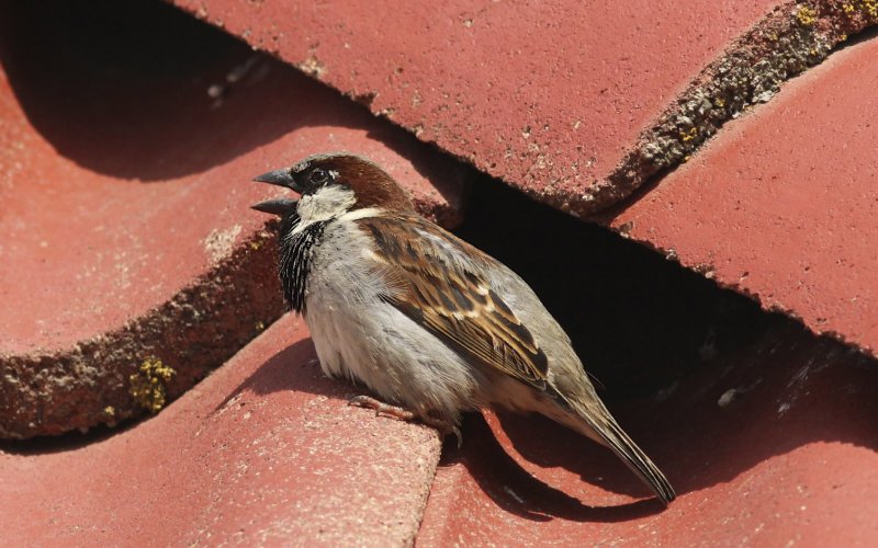 Common House Sparrow (male).jpg