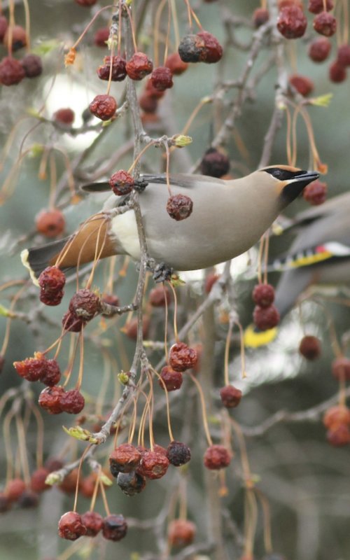 Bohemian Waxwing