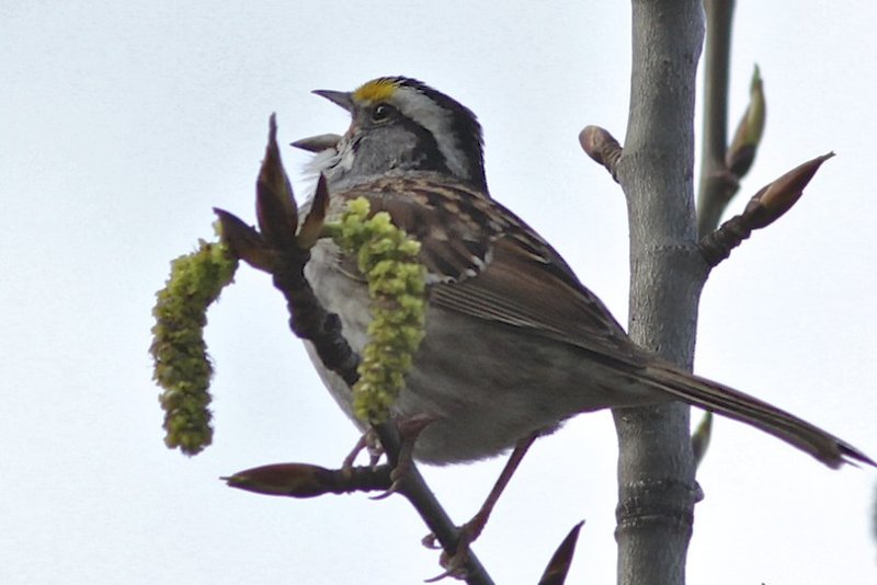 White-throated Sparrow