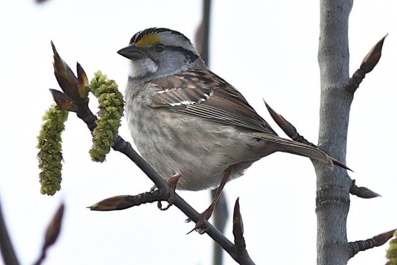 White-throated Sparrow
