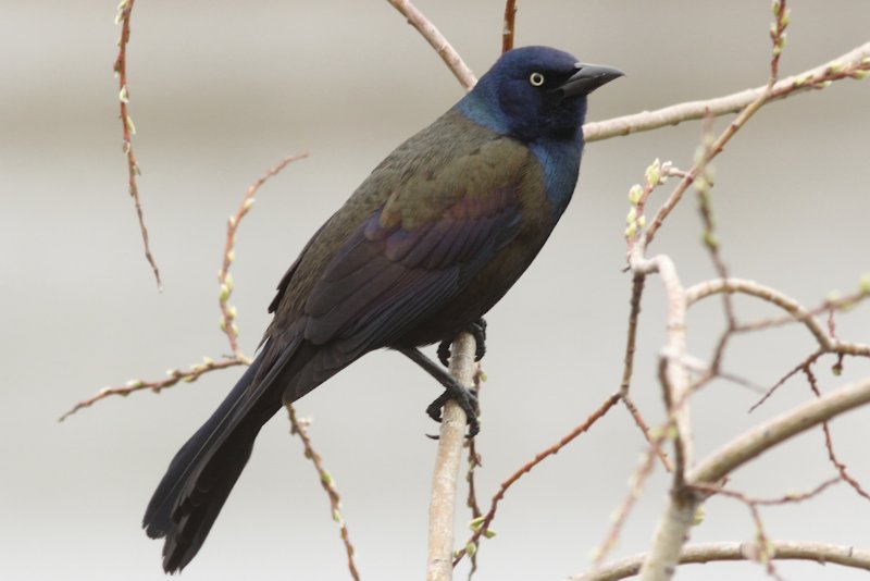 Common Grackle