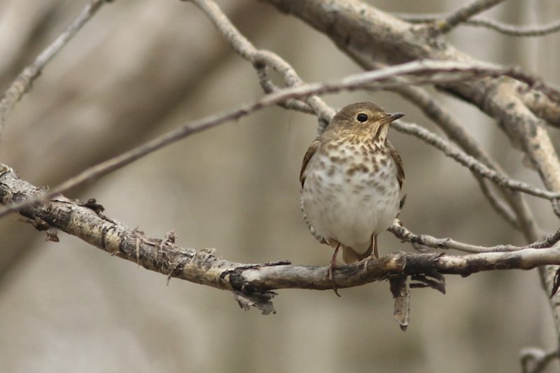 Swainson's Thrush