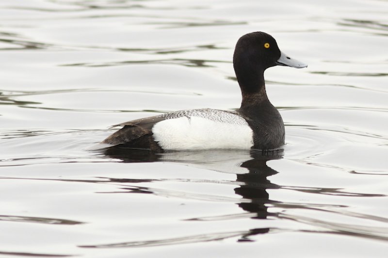 Lesser Scaup