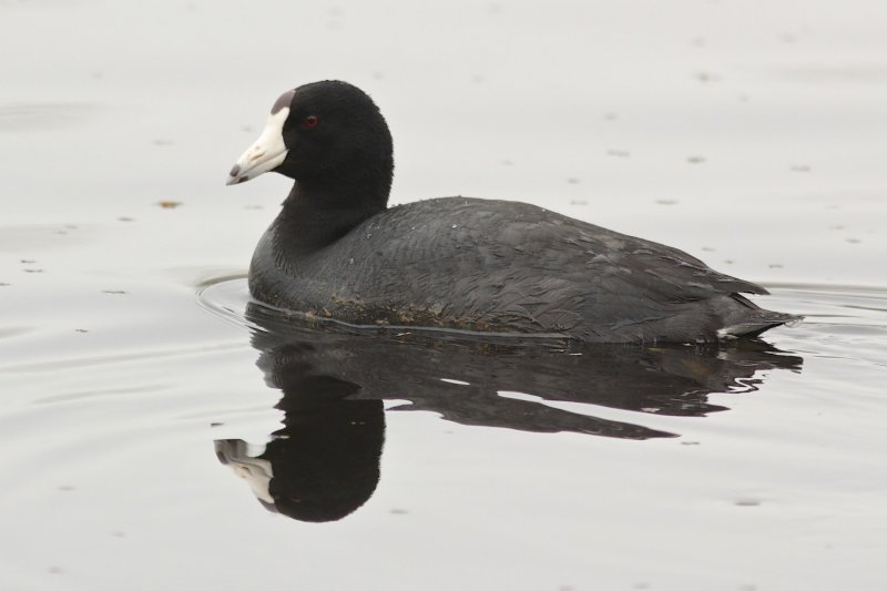 American Coot