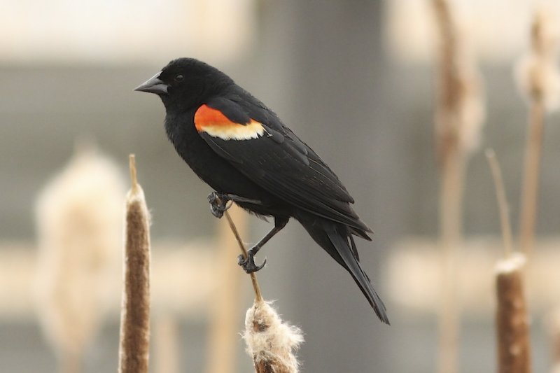 Red-winged Blackbird