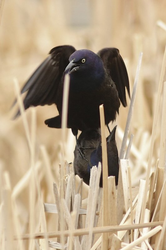 Common Grackle mating