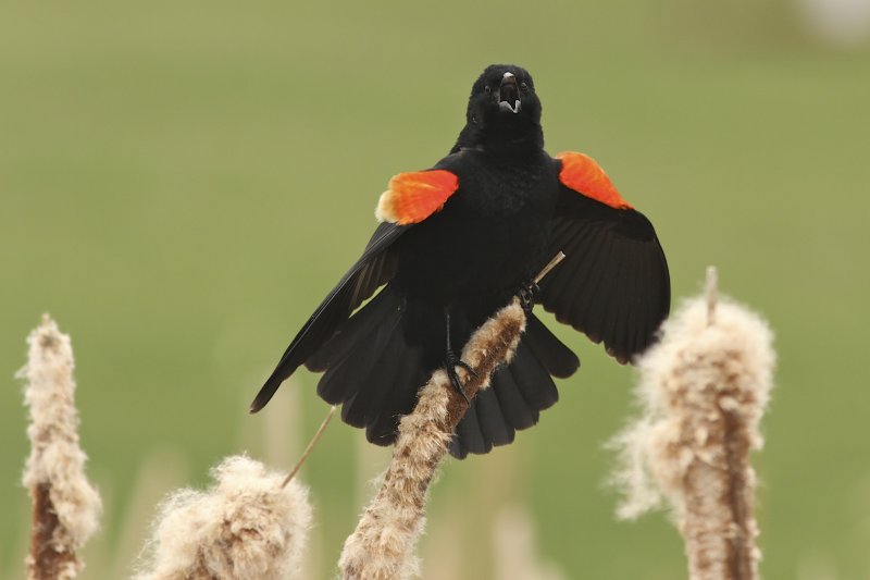 Red-winged Blackbird (male)