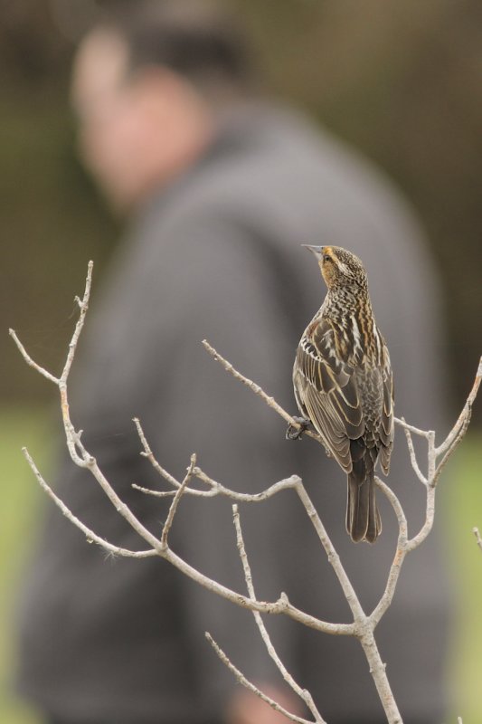 Red-winged Blackbird (female)